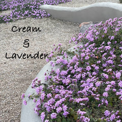 The Colors for May Cream & Lavender